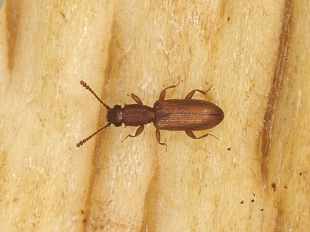 Silvanus bidentatus (Silvanidae)